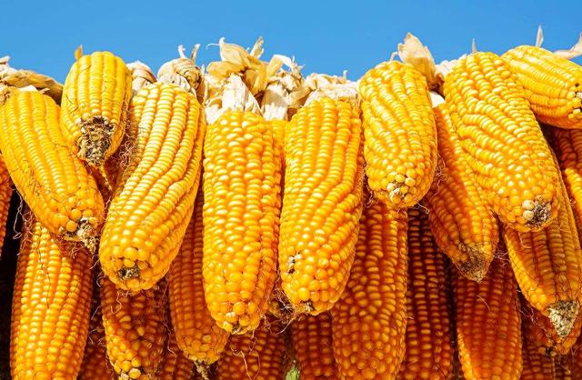 2022玉米价格_河北玉米最新收购价格